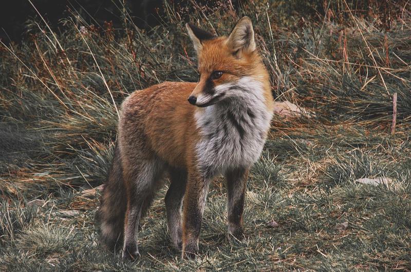 A fox in a field