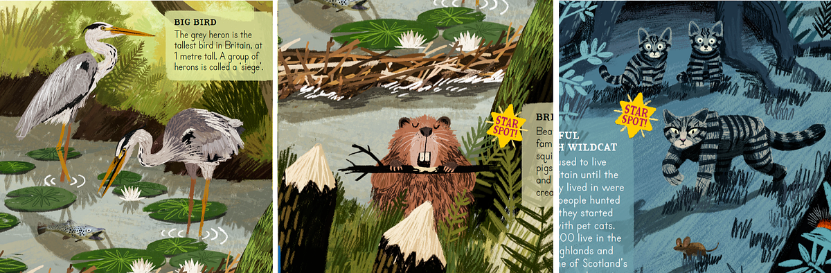 Image featuring illustrated herons, beaver and wildcats Image featuring illustrated herons, beaver and wildcats