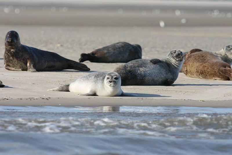 Seals on a beach