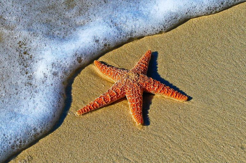 Closeup of orange starfish on beach beside the sea