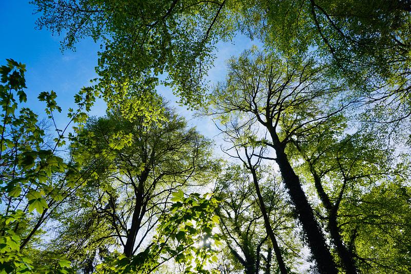 Tall forest trees against bright blue sky