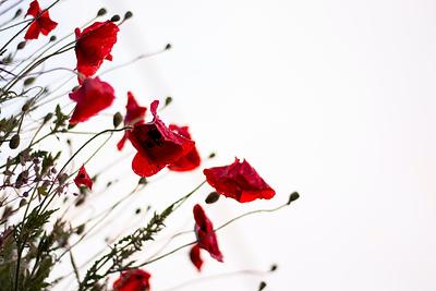 A field of poppies against a white sky backdrop