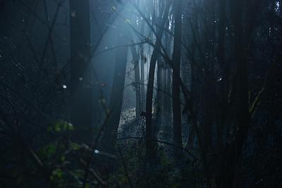 Forest at night, dark tree trunks tightly packed with a shaft of light coming from behind them 