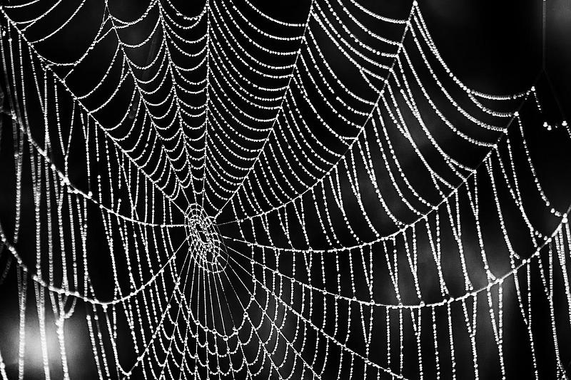 Glistening spider web against a black background