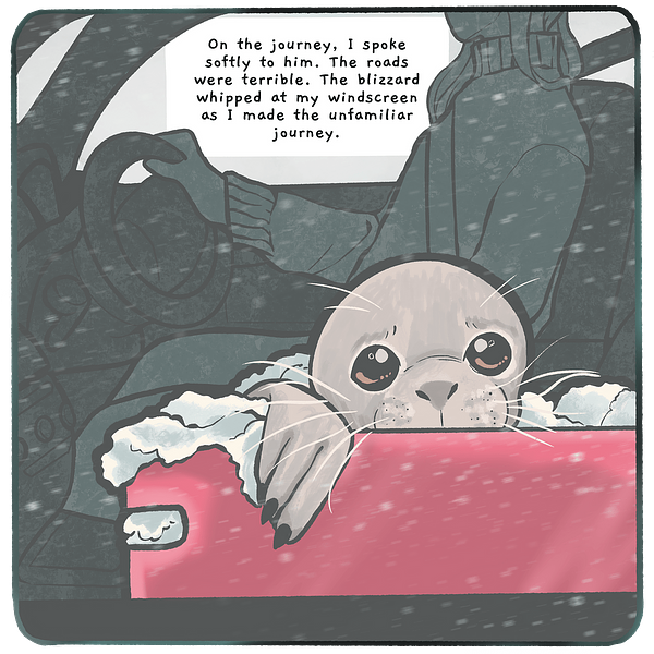 Comic illustration of car interior and sad seal pup looking out the window with text bubble that reads: 'On the journey, I spoke softly to him. The roads were terrible. The blizzard whipped at my windscreen as I made the unfamiliar journey.'