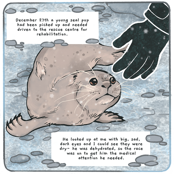 Comic illustration of hand reaching towards a young seal pup and text bubbles that read: 'December 27th a young seal pup had been picked up and needed driven to the rescue centre for rehabilitation. He looked up at me with big, sad, dark eyes and I could see they were dry- he was dehydrated, so the race was on to get him the medical attention he needed.'