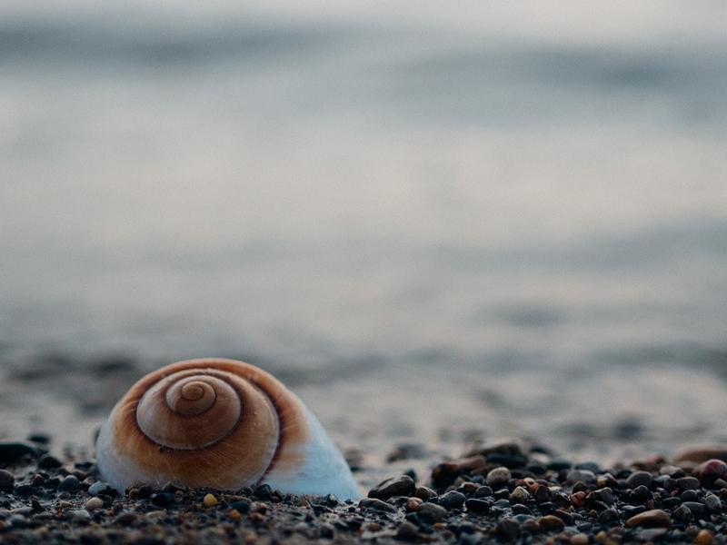 Snail with a spiral shell on a stony beach