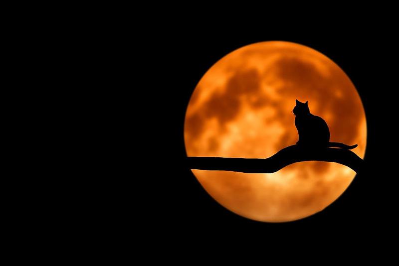 The silhouette of a black cat sitting on a branch, against the backdrop of a large orange moon in the night sky